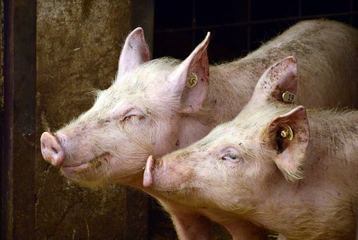 Казахстан в 2020 г. получит 352 т племенных свиней от Уфимского СГЦ 