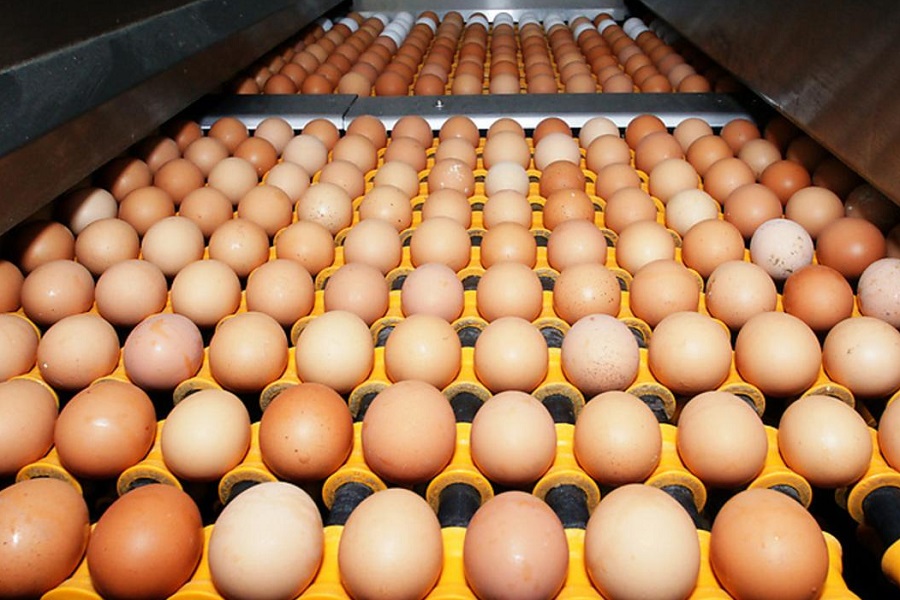 Производителей яйца в Карагандинской области уличили в сговоре 