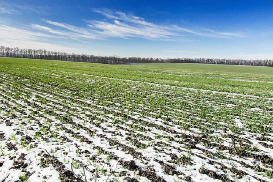 Вегетация озимой пшеницы возобновилась на юге РК в конце ноября