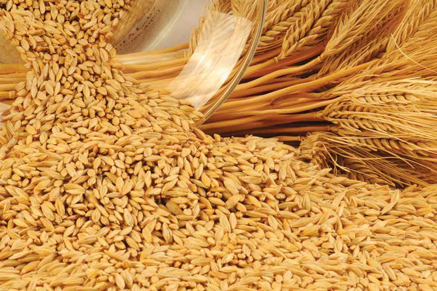 Минсельхоз опубликовал проект приказа о квотах на вывоз зерна