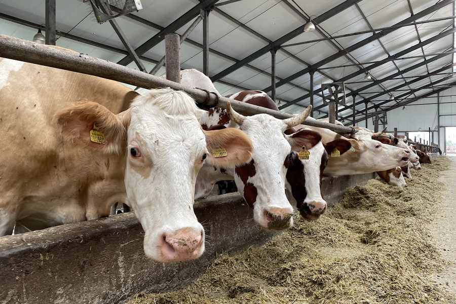 На субсидирование молочной отрасли в 2022 году выделено 24,9 млрд тенге