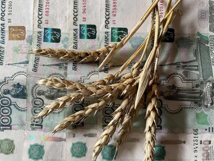 В России прогнозируют высокий урожай и низкие цены на пшеницу
