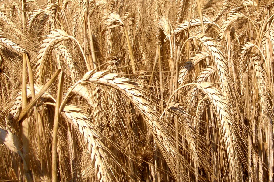 Ученые разработали новые сорта пшеницы и тритикале для Северного Казахстана