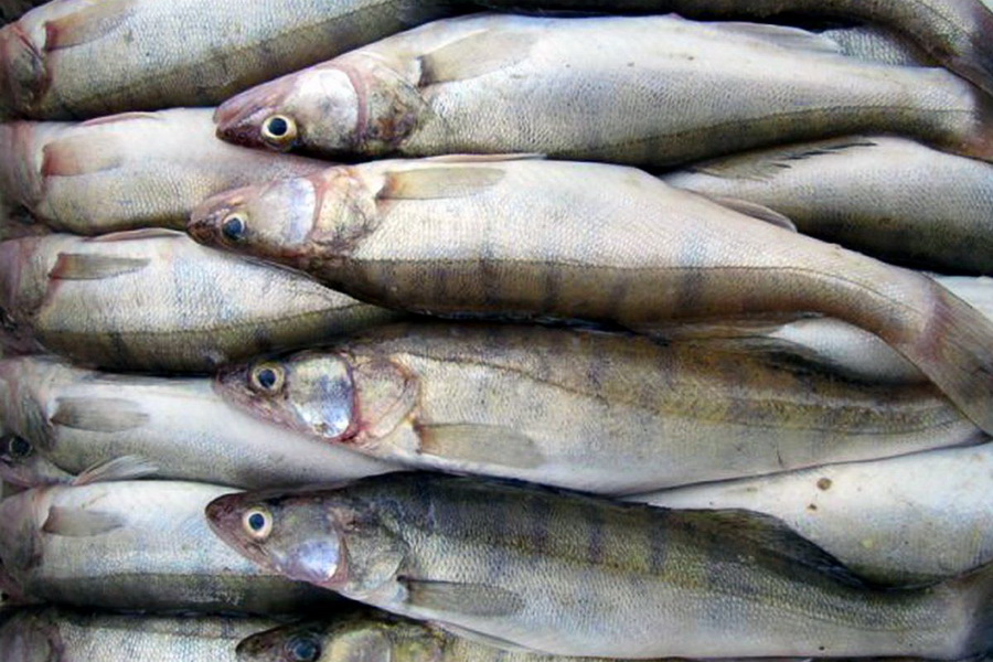 Казахстан введет запрет на вывоз отдельных видов необработанной рыбы