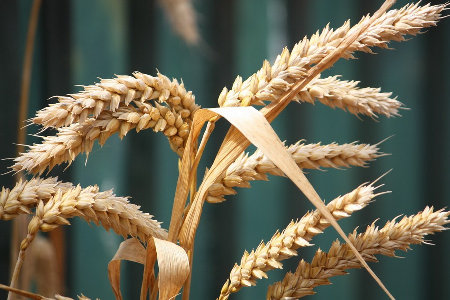 Пшеница подешевела до 115 тыс. тенге