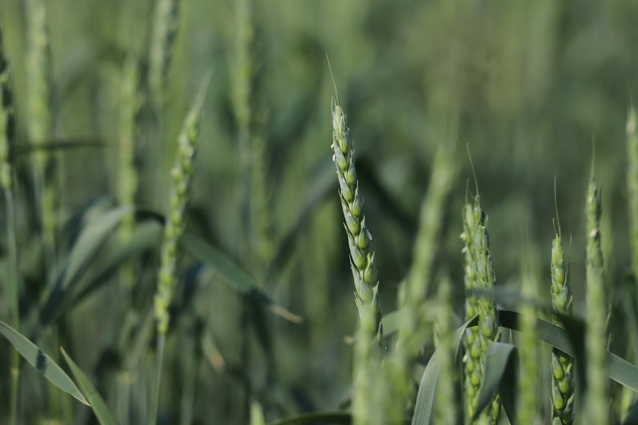 В Казахстане ожидают «средний» урожай пшеницы