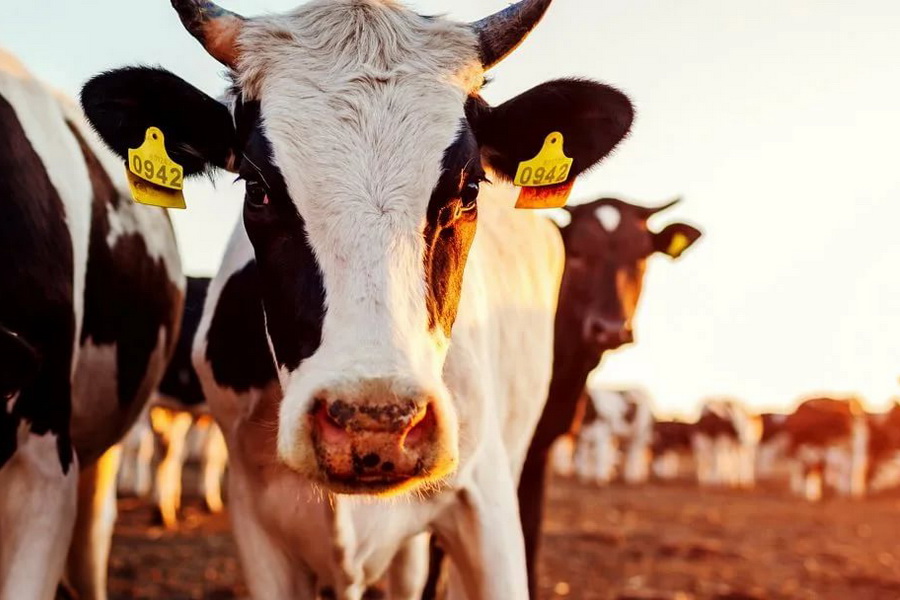 В Казахстане продлили запрет на экспорт маточного поголовья скота