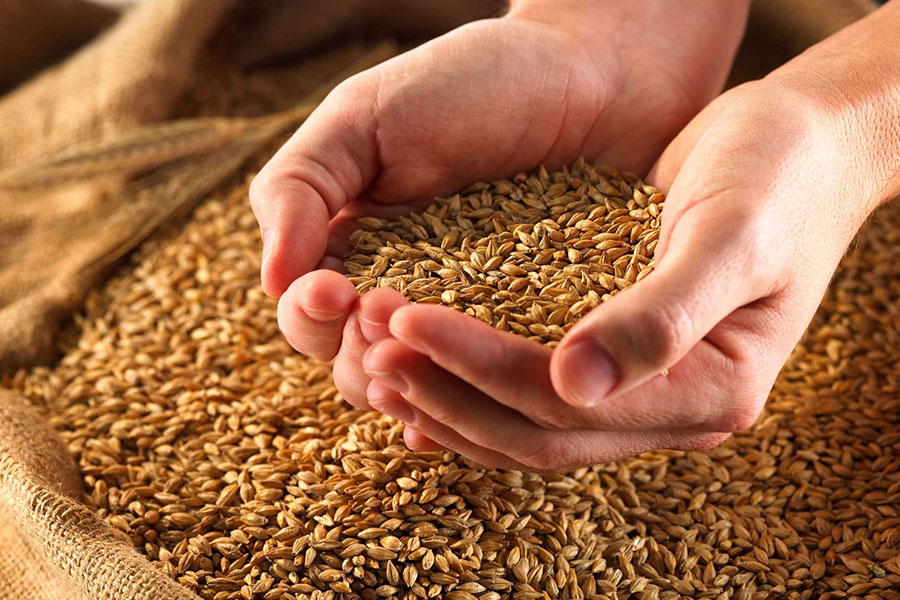 Казахстанский экспорт зерна оценивается в 8,3 млн тонн