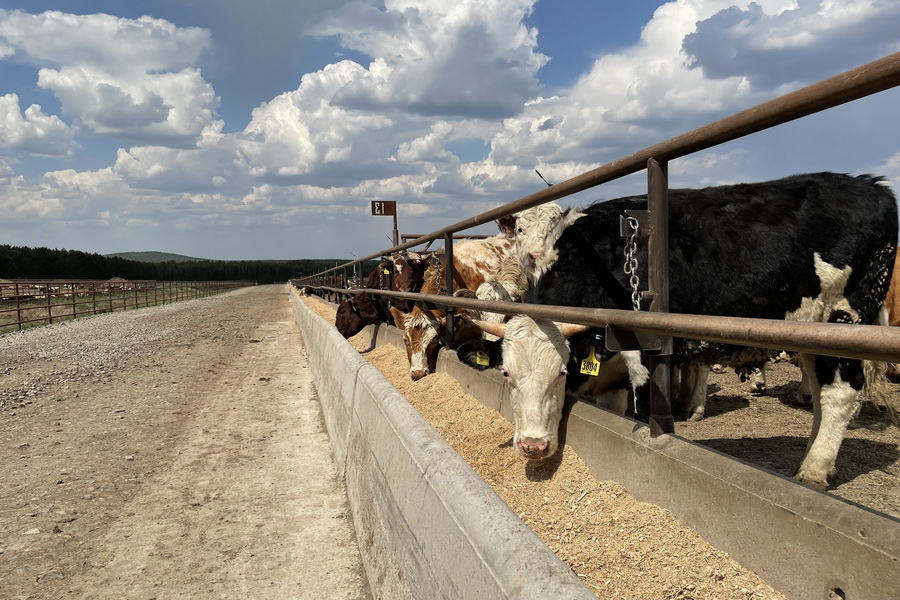 Узбекистан намерен закупать скот в Кыргызстане