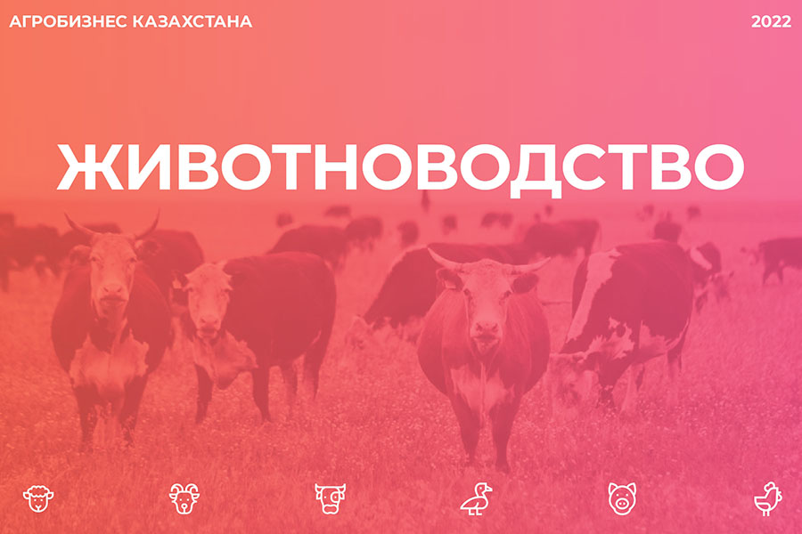 Поголовье лошадей в Казахстане выросло на 116% за 10 лет