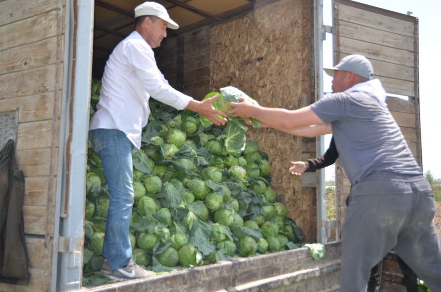 300 тонн туркестанской капусты раздадут детдомам и малообеспеченным