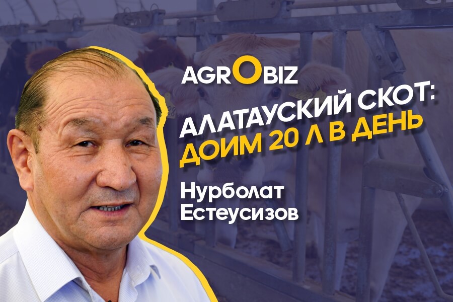 Алатауская порода КРС в Казахстане — рацион, продуктивность и содержание