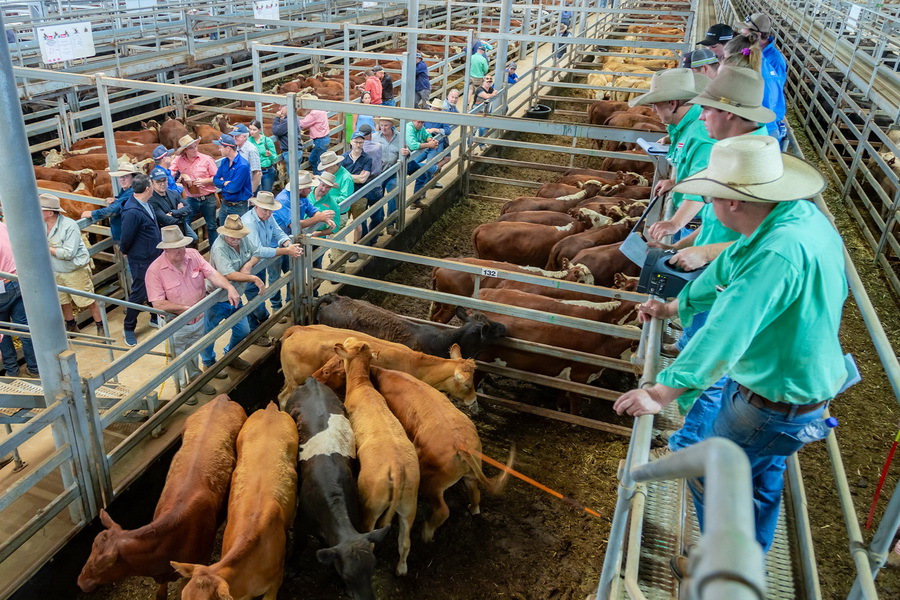 Скотные биржи позволят избавиться от посредников на рынке мяса