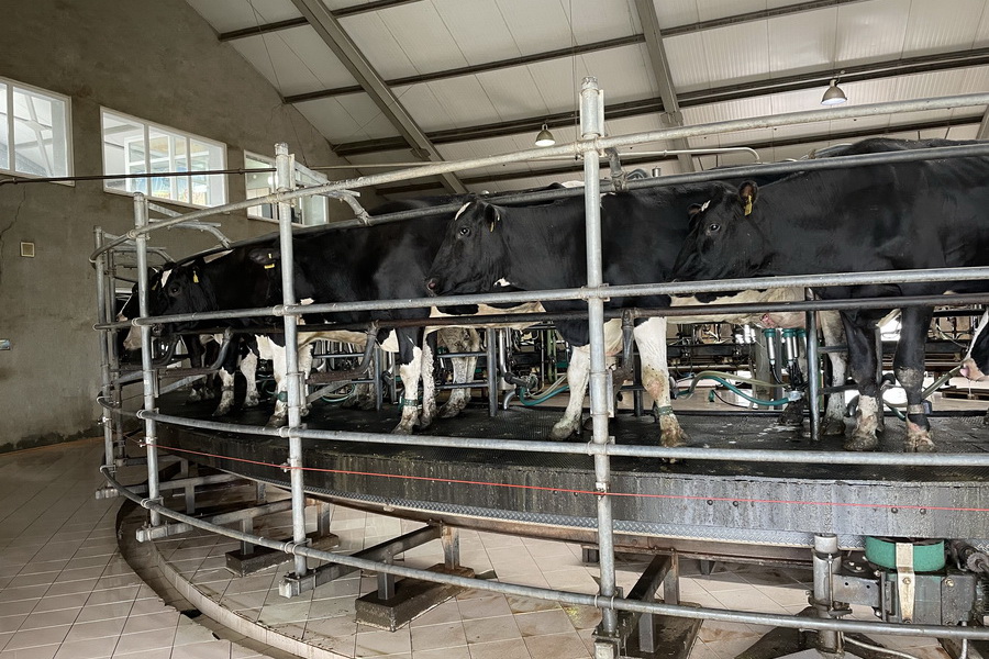 Как фермеры ограждают коров от стресса