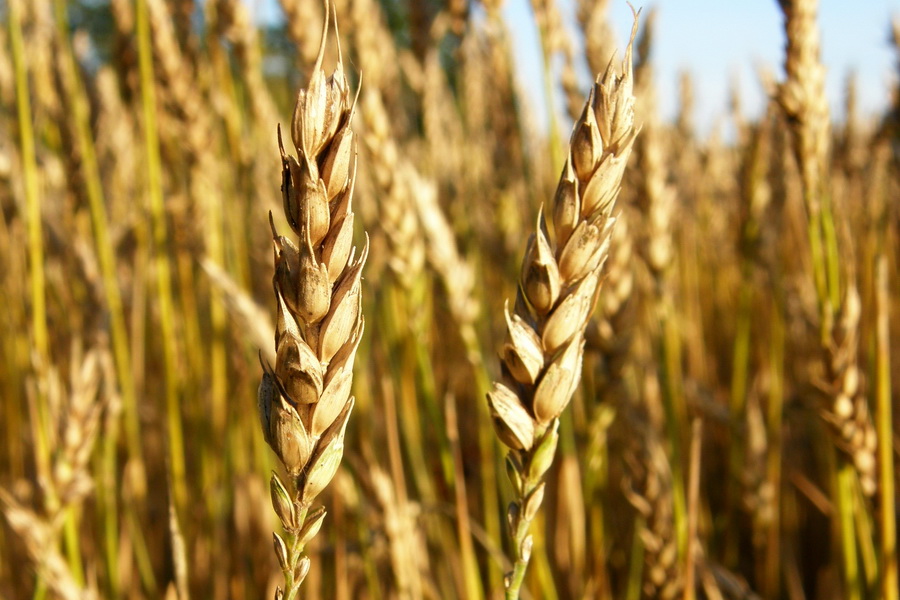 Синоптики дали прогноз по срокам созревания зерна