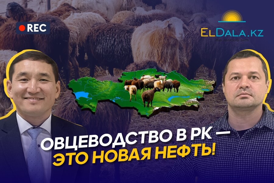 Овцеводство в Казахстане: низкая себестоимость, экспортные рынки и потенциал бизнеса