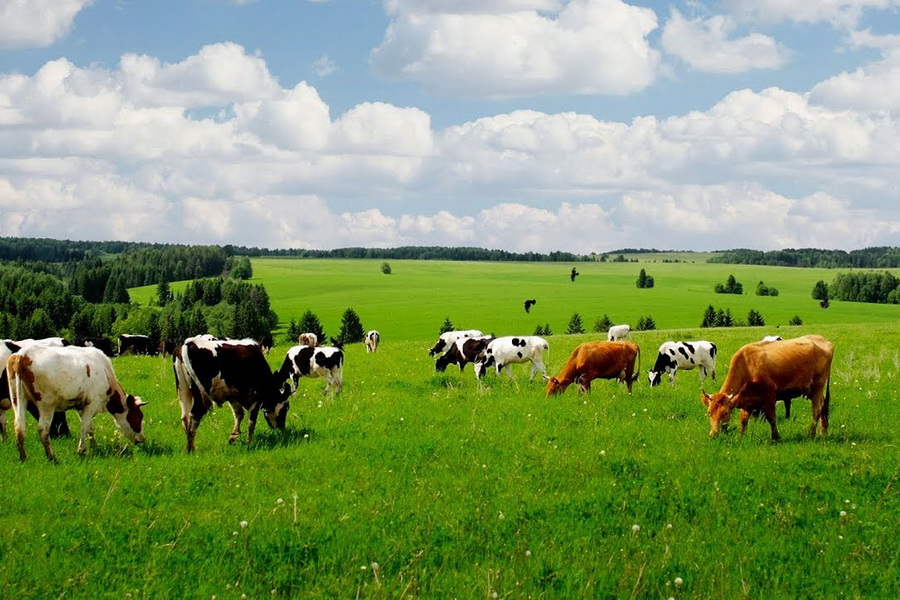 МВД: кражи скота в Казахстане снизились на 40%