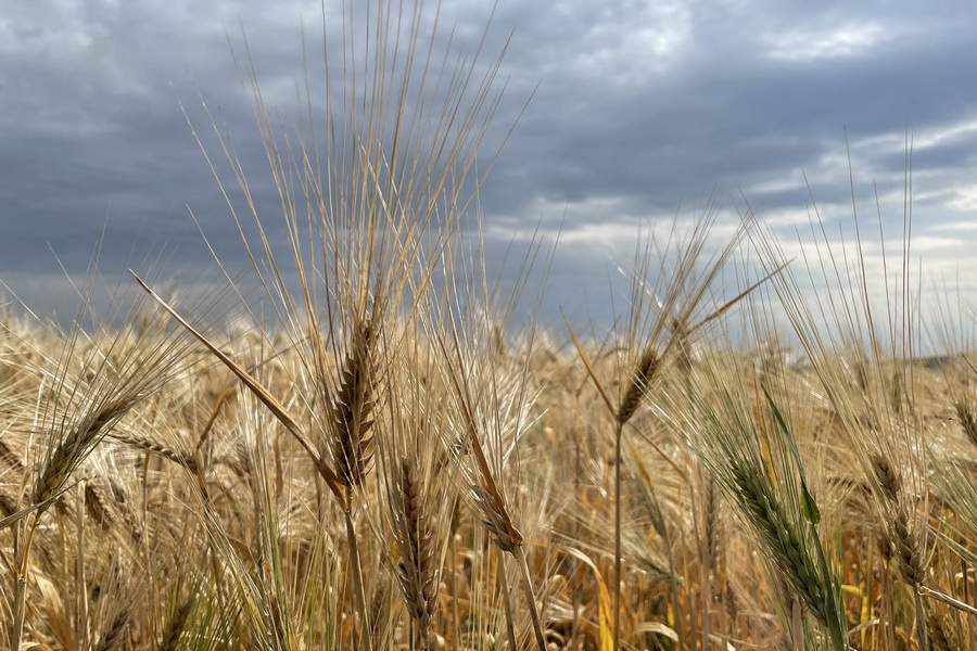 В Казахстане намолочено 13,5 млн тонн зерна