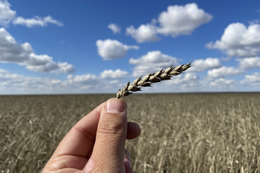 Птицеводы опасаются использовать проросшую пшеницу на корма