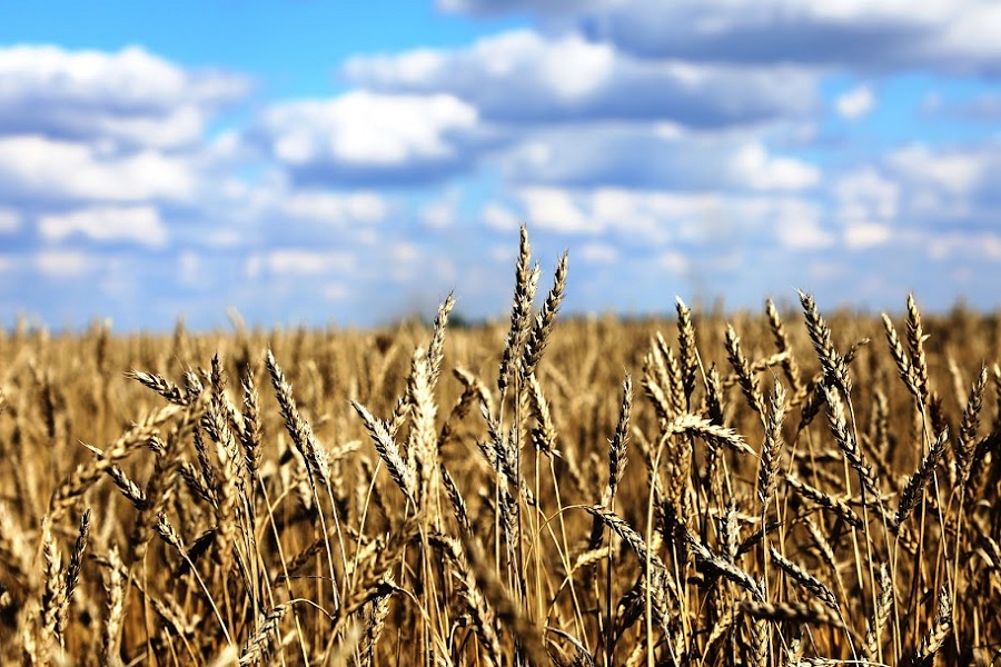 В Казахстане замедлился рост цен на пшеницу и масличные