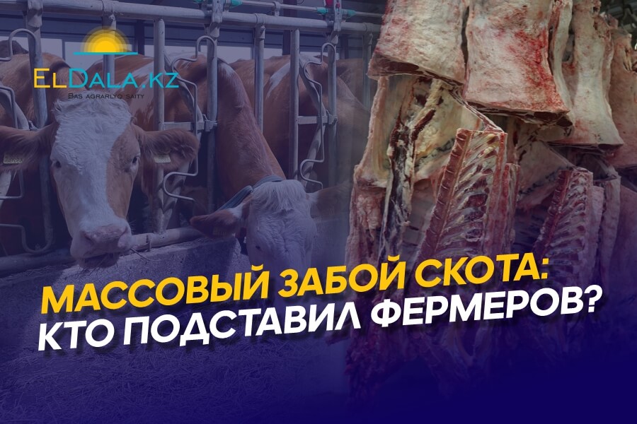 В Казахстане массово забивают скот: кто подумает об ЛПХ и фермерах?