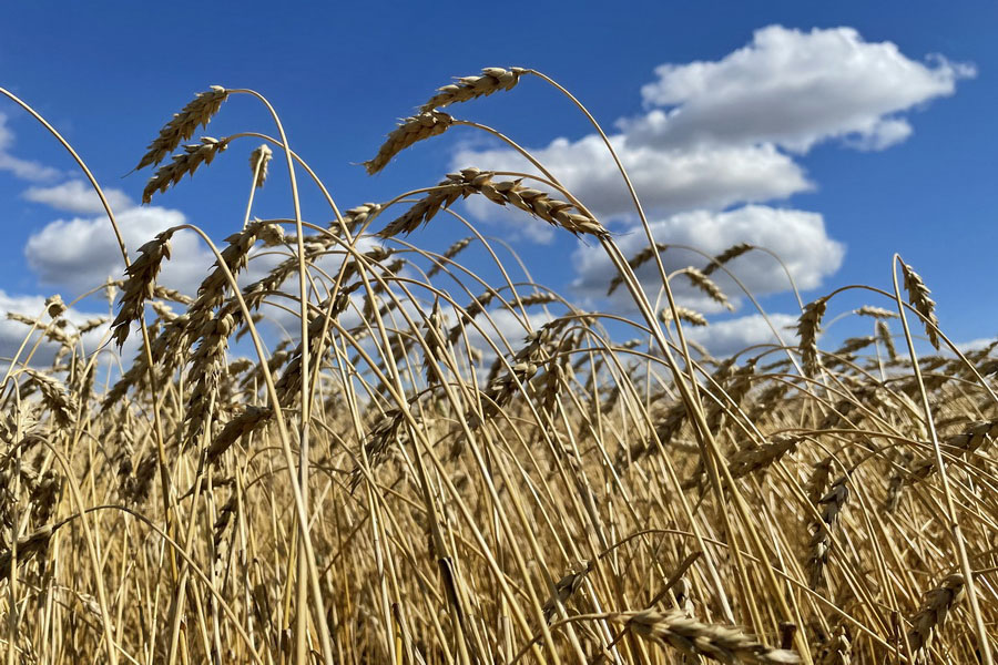 В РК намолочено 13 млн тонн зерна при урожайности 9,2 ц/га