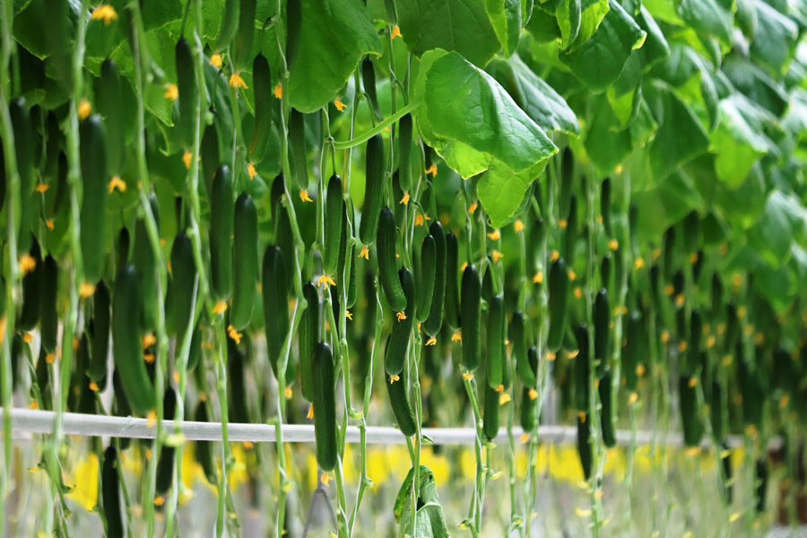 Зелёная культура: как энтомофаги защищают овощи от вредителей