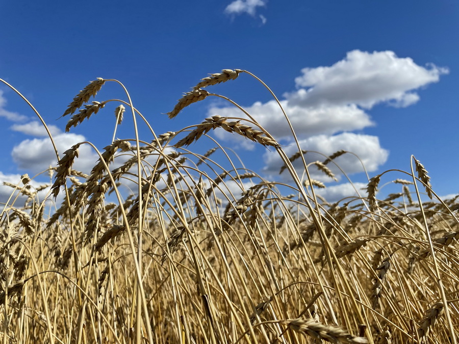 Казахстанская пшеница подешевела до $270, мука держится на $350 за тонну