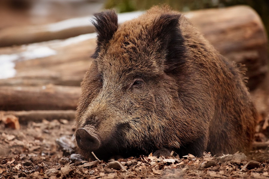 Казахстан ограничил ввоз свинины из России из-за АЧС