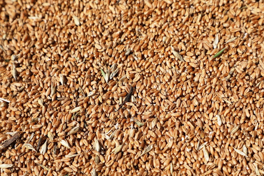 В ФАО заявили об активном вывозе зерна из Украины сушей