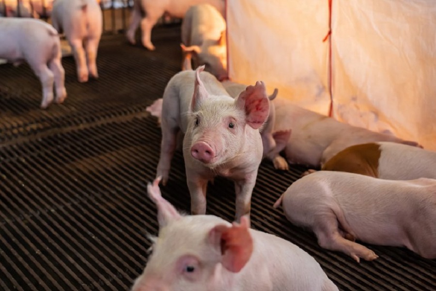 Казахстан ограничил ввоз свиноводческой продукции из России
