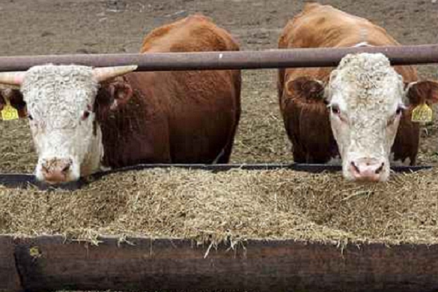 Инфекция поражает скот в Карагандинской области