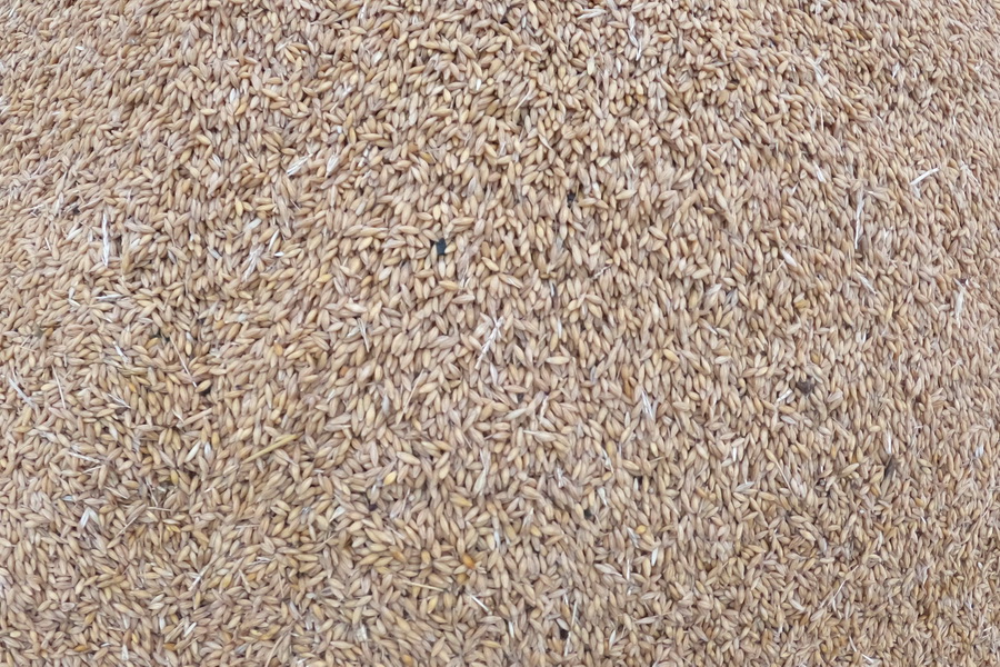 Повысить цены на пшеницу до 130 тыс. тенге предлагают Продкорпорации