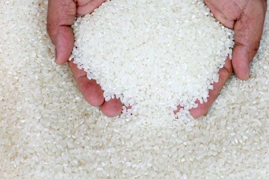 Отказ Кызылорды от риса приведет к экологической катастрофе