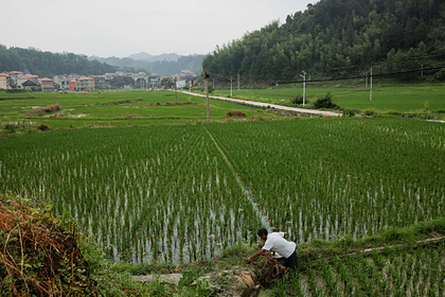 Продажи сельхозпродукции в Китае взлетели благодаря TikTok