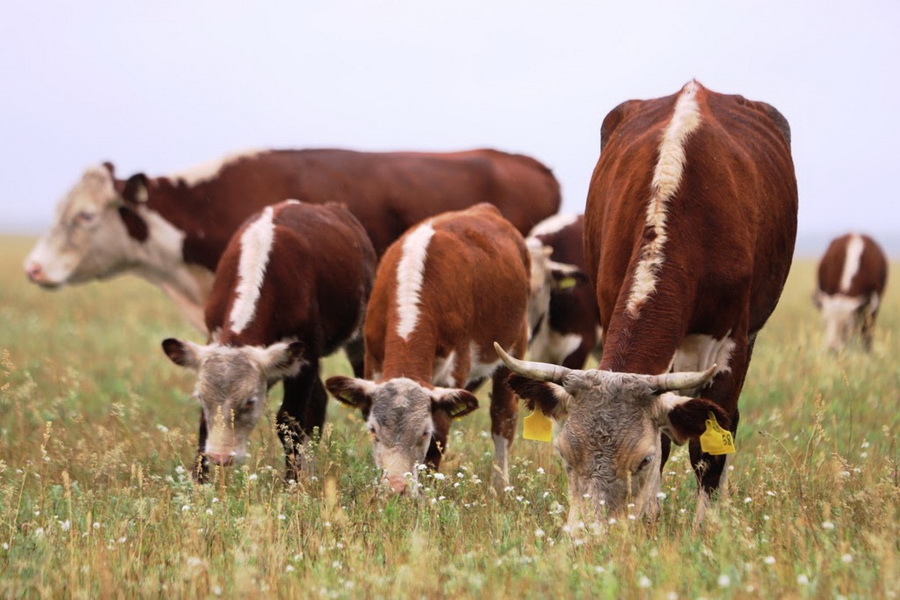 Минсельхоз разрешит экспорт 60 тыс. бычков