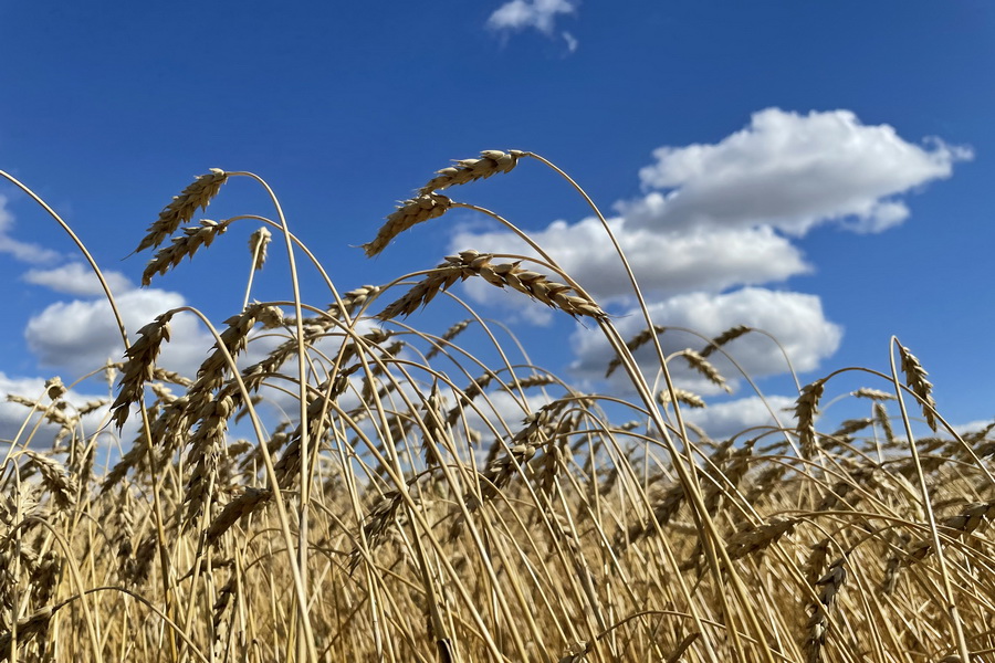 Пшеница в РК подорожала на $50 и установила рекорд 