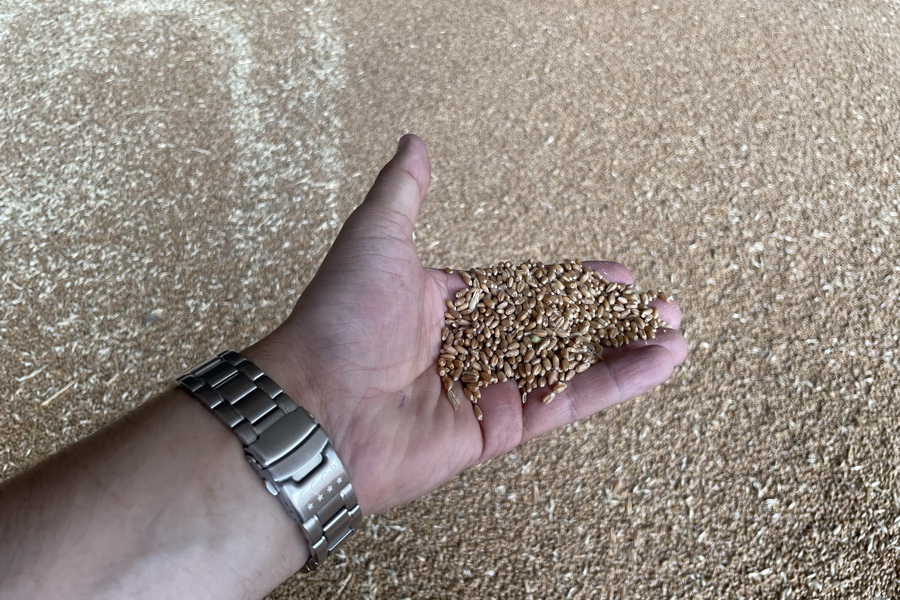 Экспорт зерна из Казахстана грозит сократиться почти на 4 млн тонн