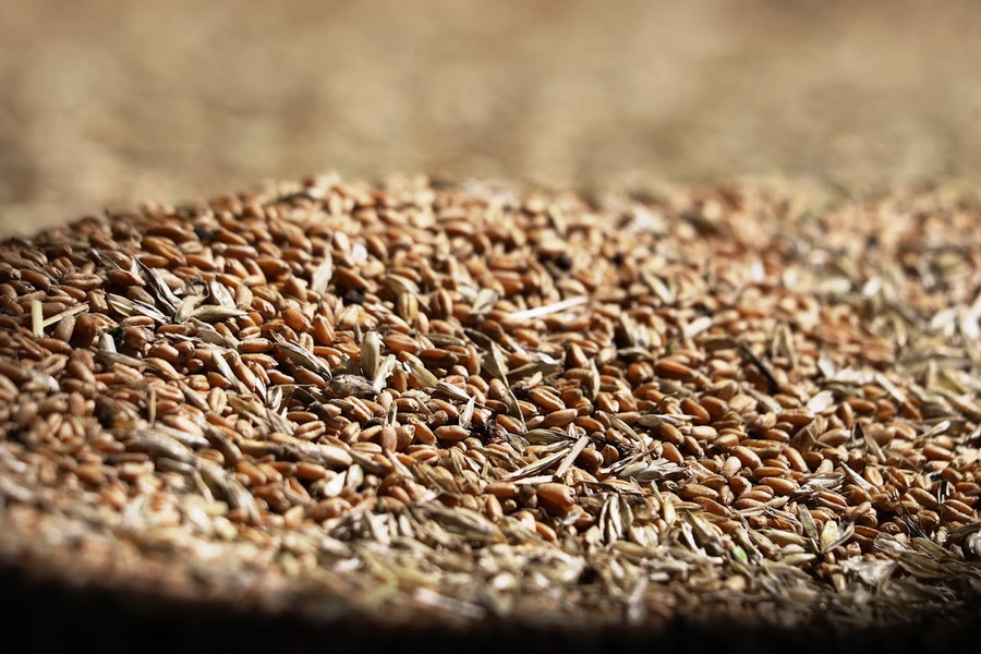 Казахстан не будет вводить ограничения на экспорт пшеницы