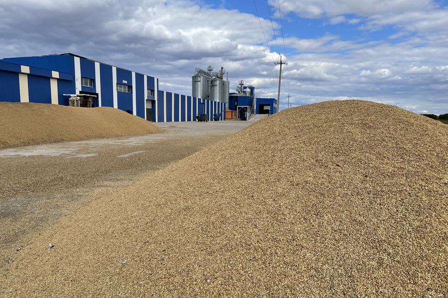 Цена на казахстанскую пшеницу упала ниже российской