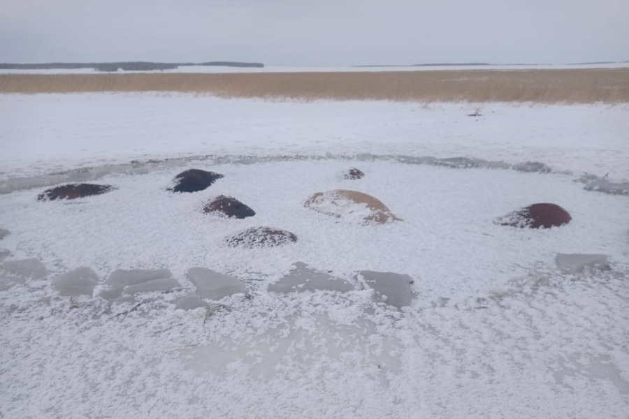 50 лошадей погибли в замерзшем озере в СКО