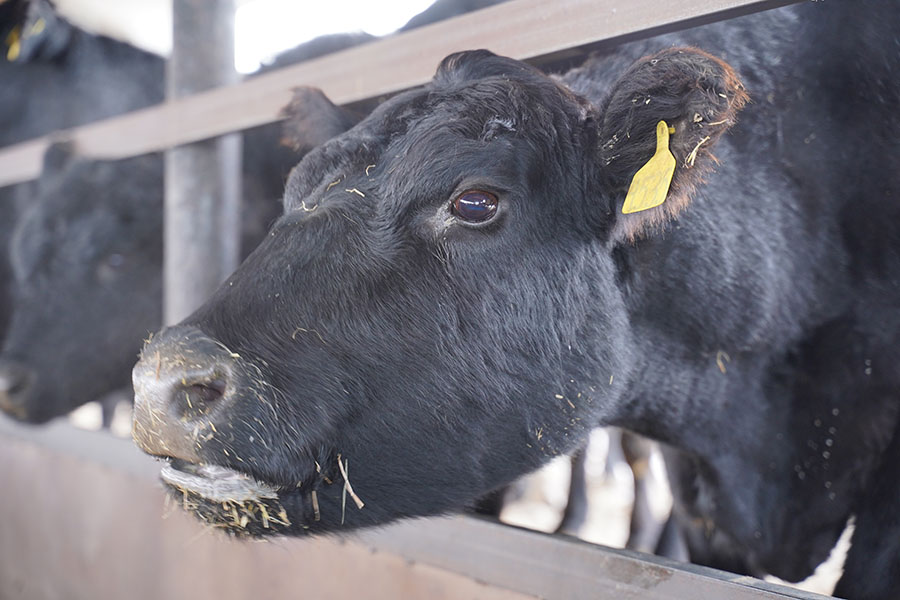 Запрет на экспорт скота вступит в силу 25 декабря