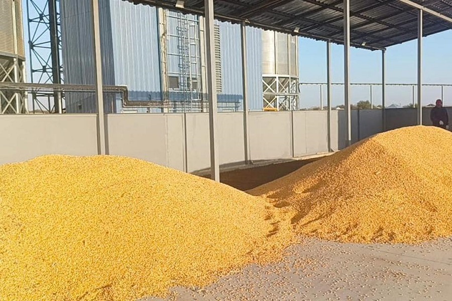 Завод по переработке кукурузы в Туркестанской области начал приём сырья