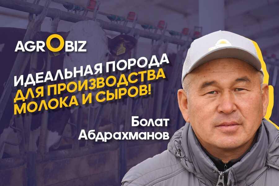 Монбельярды в Казахстане: содержание, кормление и реальные показатели