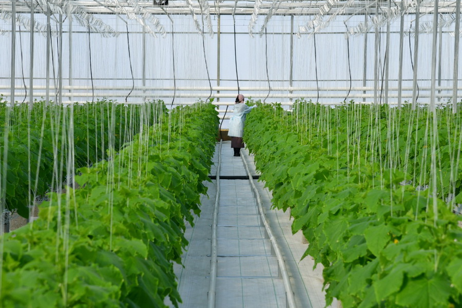 Производство овощей планируют увеличить до 10 тыс. тонн в 2020 году в Шымкенте