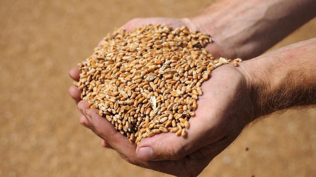 Казахстан увеличил импорт пшеницы с Алтая в 7,4 раза