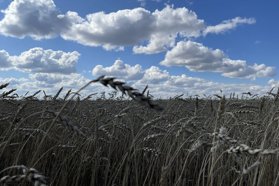 Мировые цены на пшеницу подскочили на 1,5%