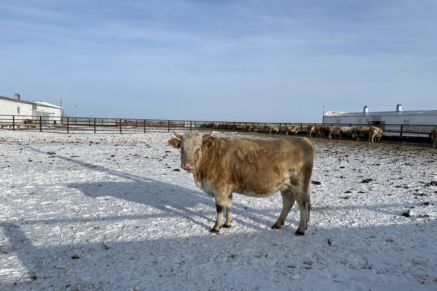 Казахстанский скот гибнет от ящура