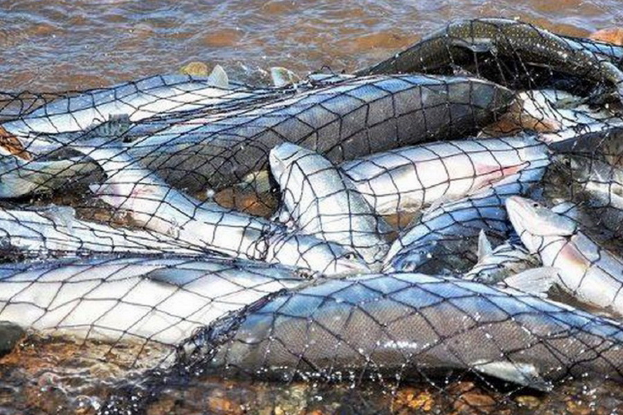 Казахстан в 2019 году экспортировал рыбную продукцию на $60 млн