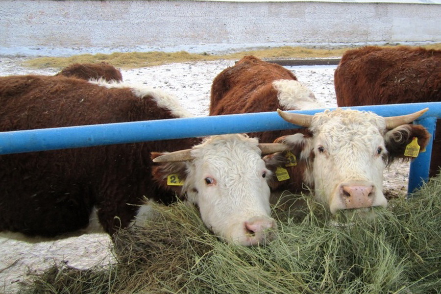 Спецкомиссия выясняет причины падежа скота в Восточном Казахстане